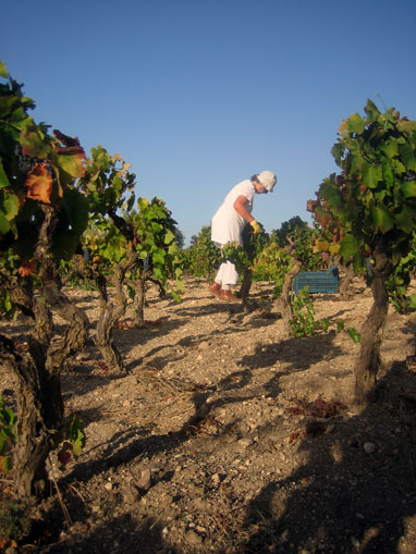 vendemmia 2010 291-web.jpg